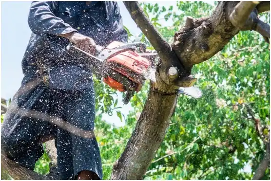 tree services Rancho Viejo